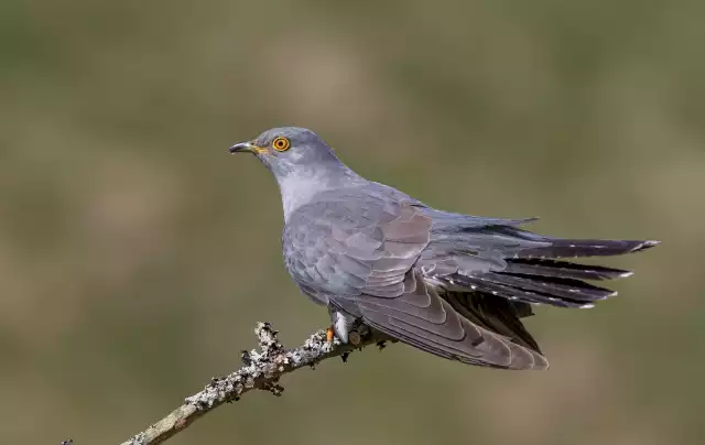 Photo Coucou gris (Cuculus canorus) #1