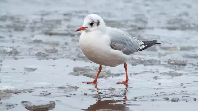 Photo Mouette rieuse (Chroicocephalus ridibundus) #3