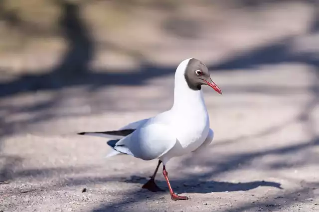 Photo Mouette rieuse (Chroicocephalus ridibundus) #2