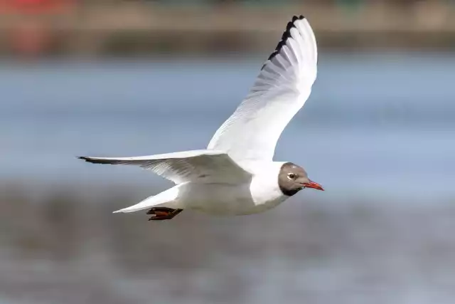 Photo Mouette rieuse (Chroicocephalus ridibundus) #1