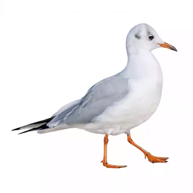 Mouette rieuse (Chroicocephalus ridibundus)