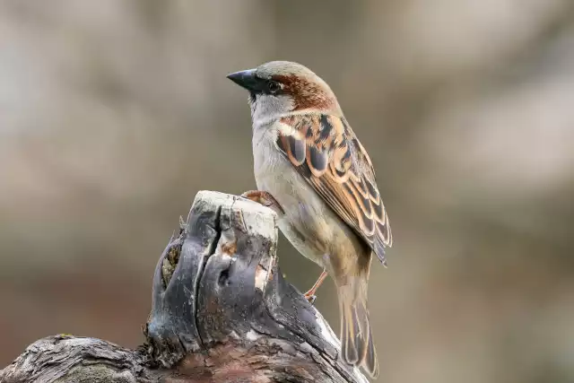 Photo Moineau domestique (Passer domesticus) #3