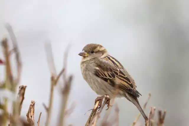 Photo Moineau domestique (Passer domesticus) #2