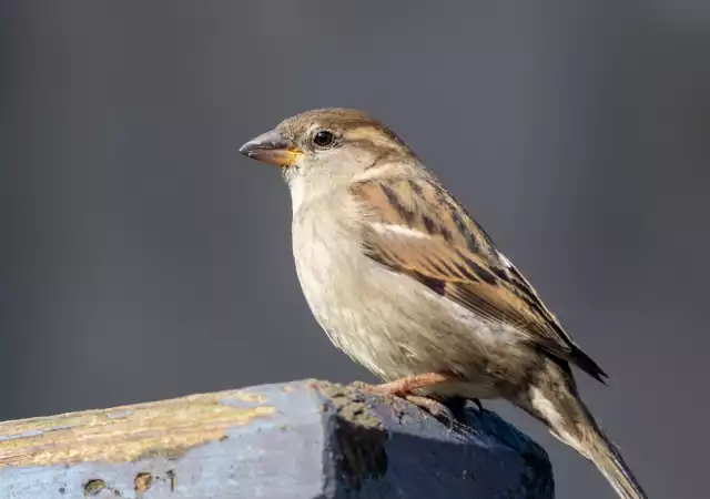 Photo Moineau domestique (Passer domesticus) #1