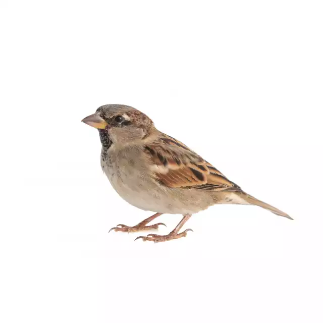 Moineau domestique (Passer domesticus)