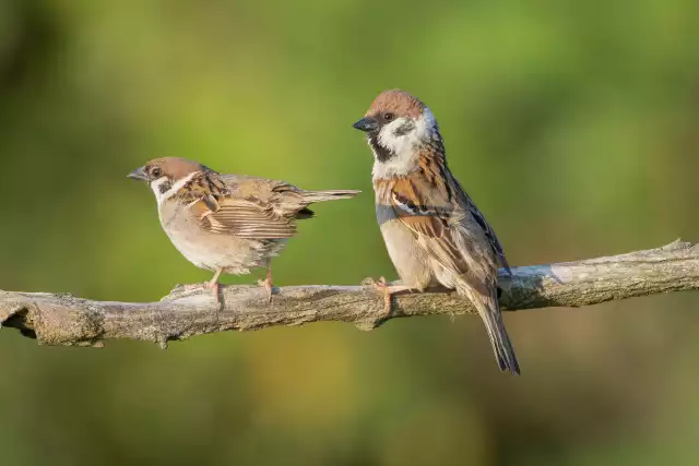 Photo Moineau friquet (Passer montanus) #3