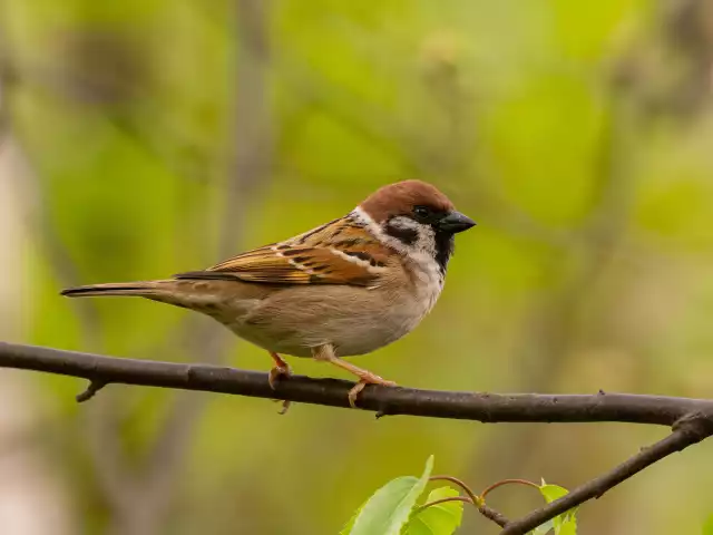 Photo Moineau friquet (Passer montanus) #2