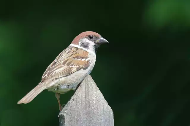 Photo Moineau friquet (Passer montanus) #1