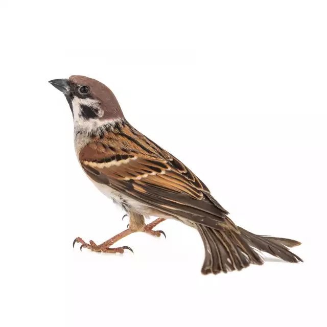 Moineau friquet (Passer montanus)