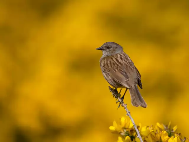 Photo Accenteur mouchet (Prunella modularis) #1