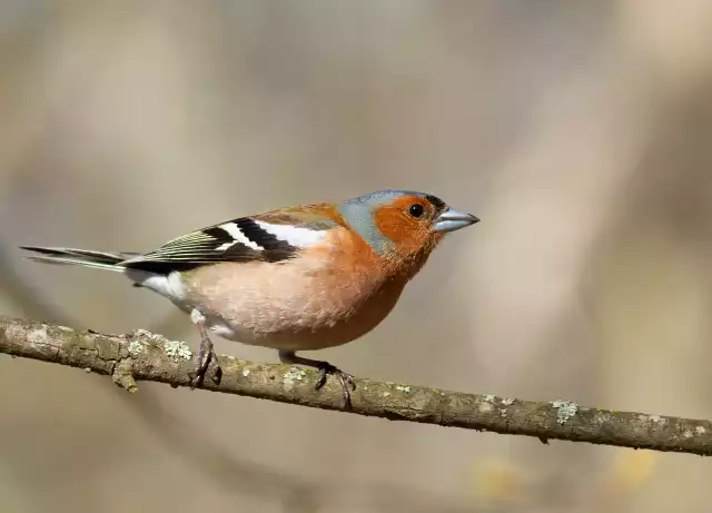 Photo Pinson des arbres (Fringilla coelebs) #3