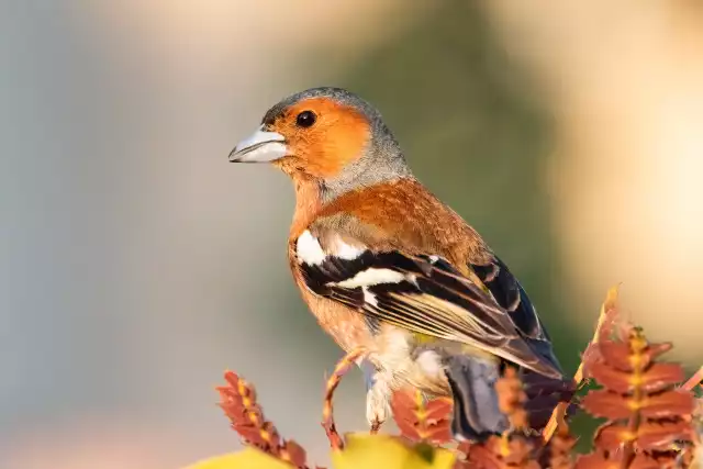 Photo Pinson des arbres (Fringilla coelebs) #2