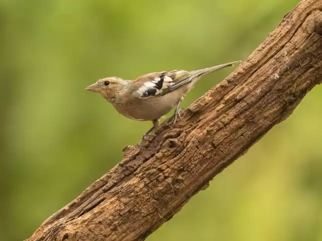 Photo Pinson des arbres (Fringilla coelebs) #1