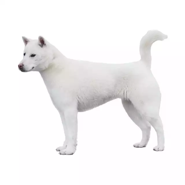 Kishu