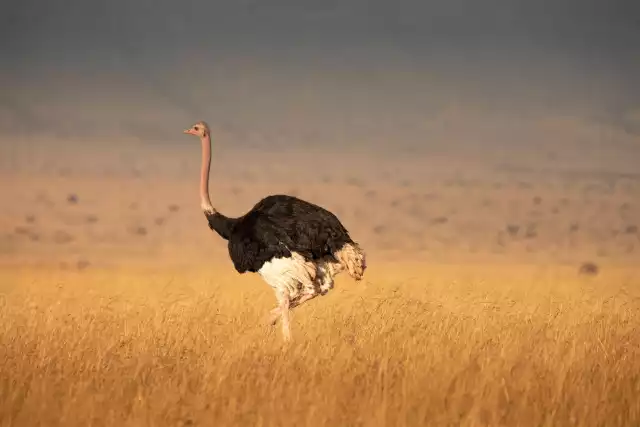 Photo Autruche d'afrique (Struthio camelus) #4