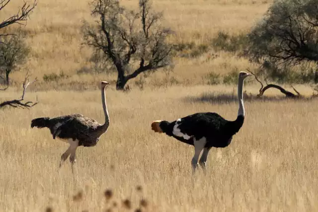 Photo Autruche d'afrique (Struthio camelus) #2