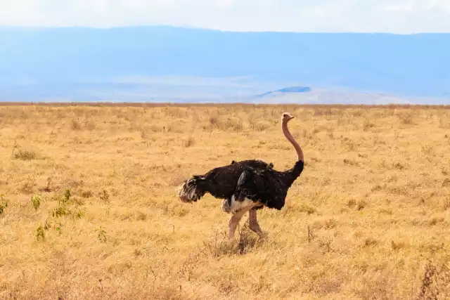 Photo Autruche d'afrique (Struthio camelus) #2