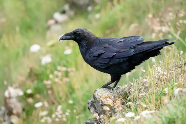 Grand Corbeau C Corax Tout Savoir Sur Cet Oiseau Grand Corbeau C Corax Tout Savoir Sur Cet Oiseau