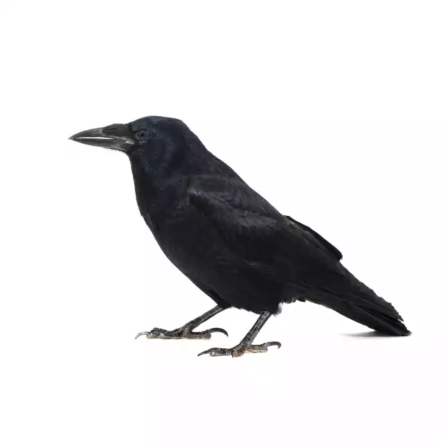 Grand Corbeau (Corvus corax)