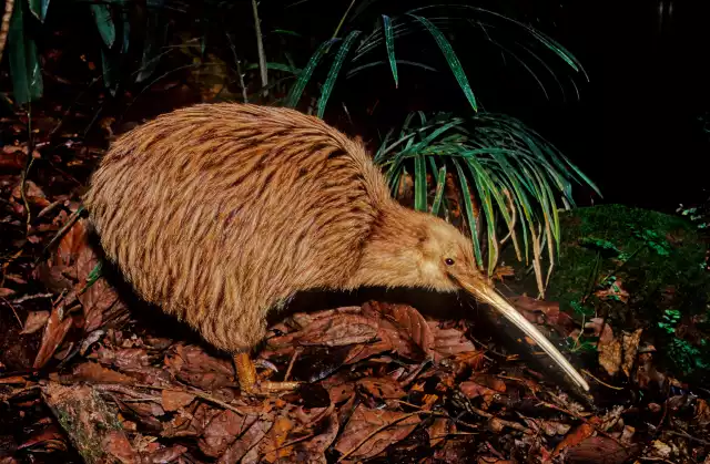 Photo Kiwi austral (Apteryx australis) #1