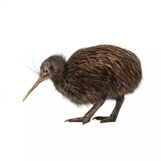 Kiwi austral (Apteryx australis)