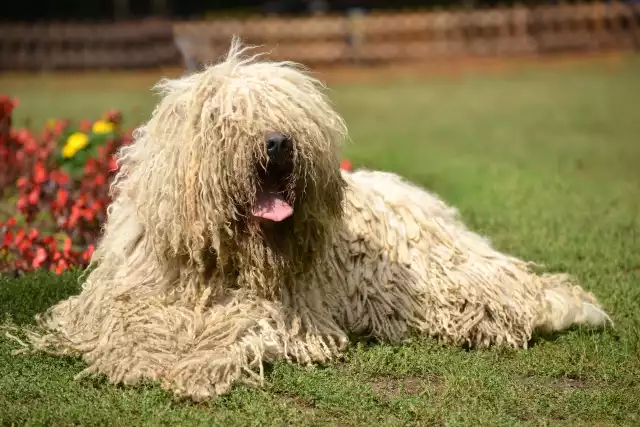 Photo Komondor #3