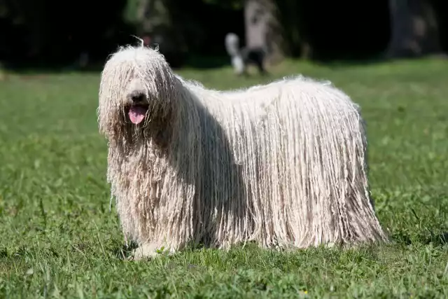 Photo Komondor #2