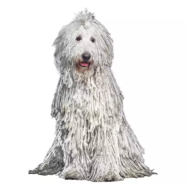 Photo Komondor