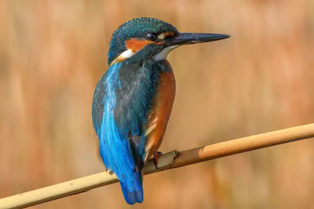 Photo Martin-pêcheur d'Europe (Alcedo atthis) #3