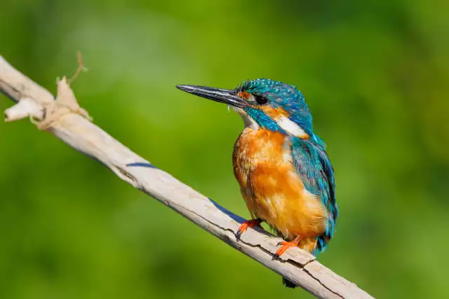 Photo Martin-pêcheur d'Europe (Alcedo atthis) #2