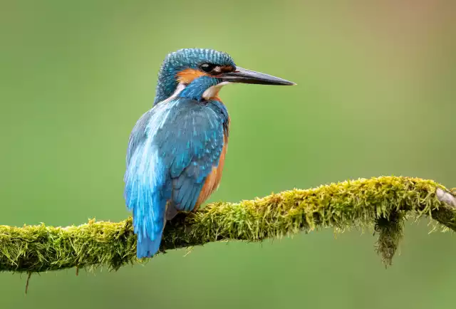 Photo Martin-pêcheur d'Europe (Alcedo atthis) #1