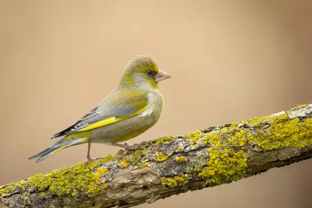 Photo Verdier d'Europe (Carduelis chloris) #3