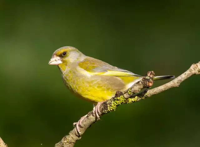 Photo Verdier d'Europe (Carduelis chloris) #2