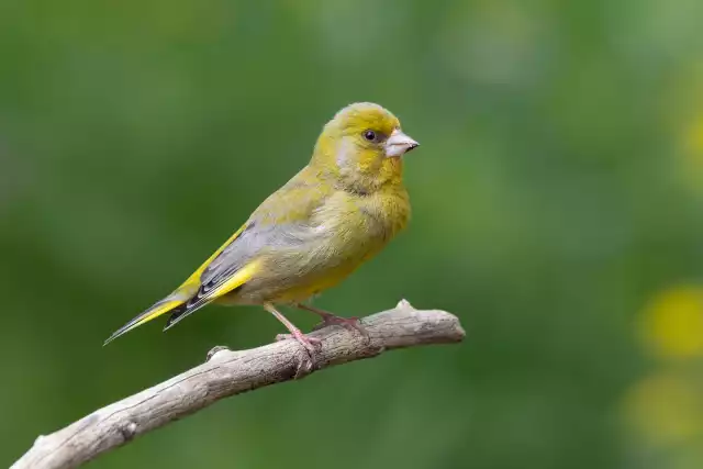 Photo Verdier d'Europe (Carduelis chloris) #1