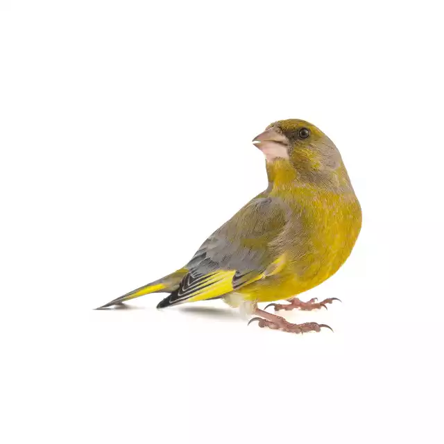 Verdier d'Europe (Carduelis chloris)