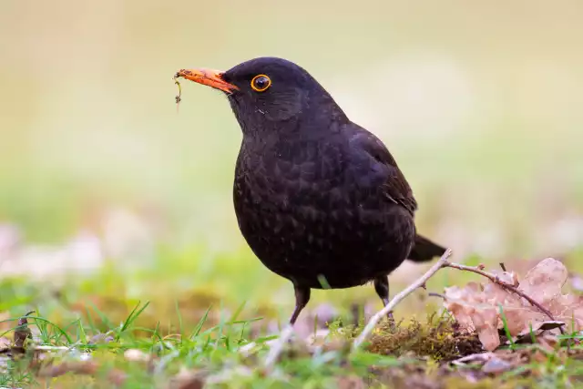 Photo Merle noir (Turdus merula) #3