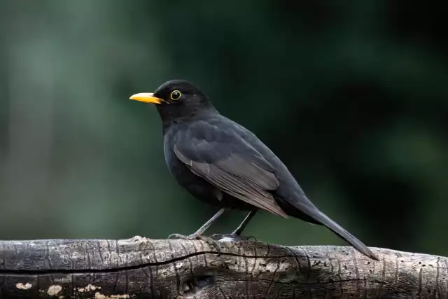 Photo Merle noir (Turdus merula) #2