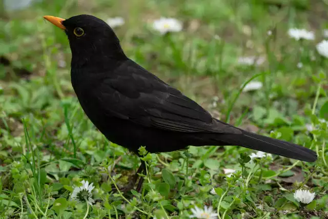 Photo Merle noir (Turdus merula) #1