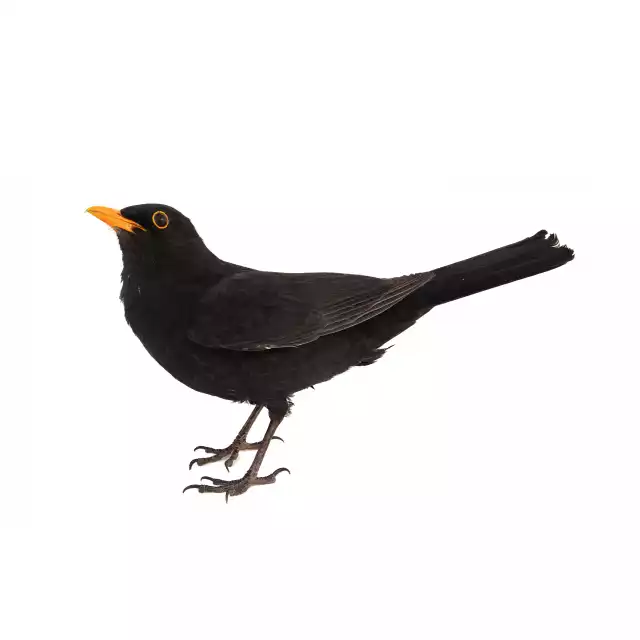 Merle noir (Turdus merula)