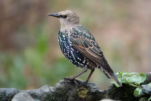 Photo Étourneau sansonnet (Sturnus vulgaris) #3