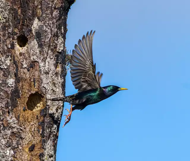 Photo Étourneau sansonnet (Sturnus vulgaris) #2