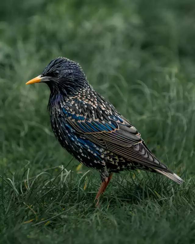 Photo Étourneau sansonnet (Sturnus vulgaris) #1