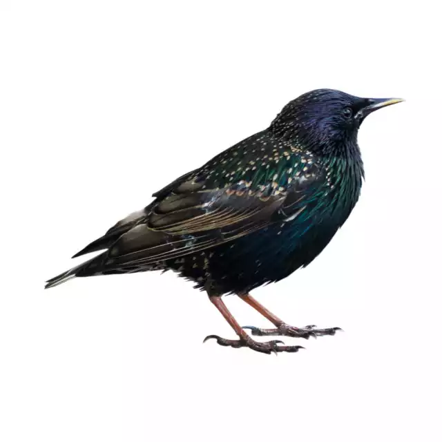 Étourneau sansonnet (Sturnus vulgaris)