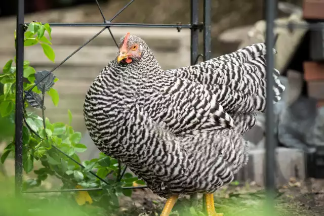 Photo Amrock (Gallus domesticus) #1