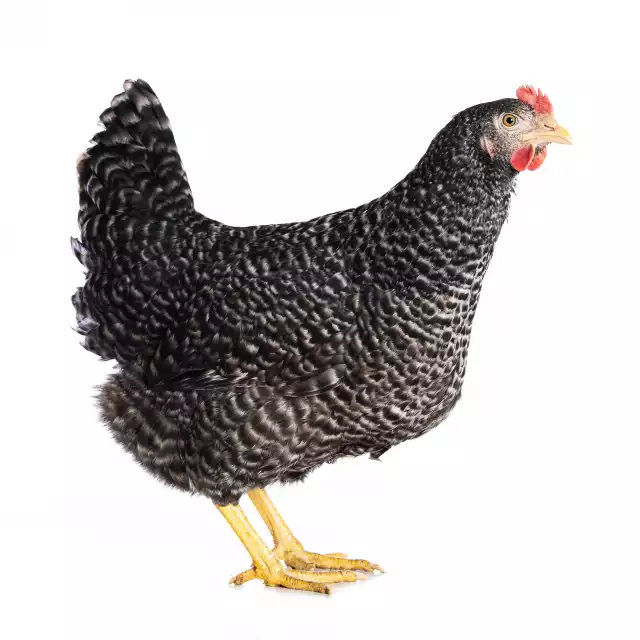 Amrock (Gallus domesticus)