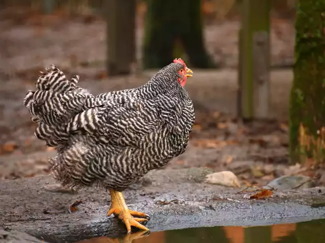 Photo Plymouth Rock (Gallus domesticus) #1