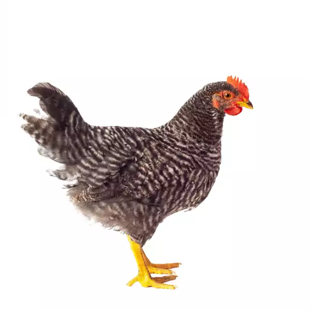 Plymouth Rock (Gallus domesticus)