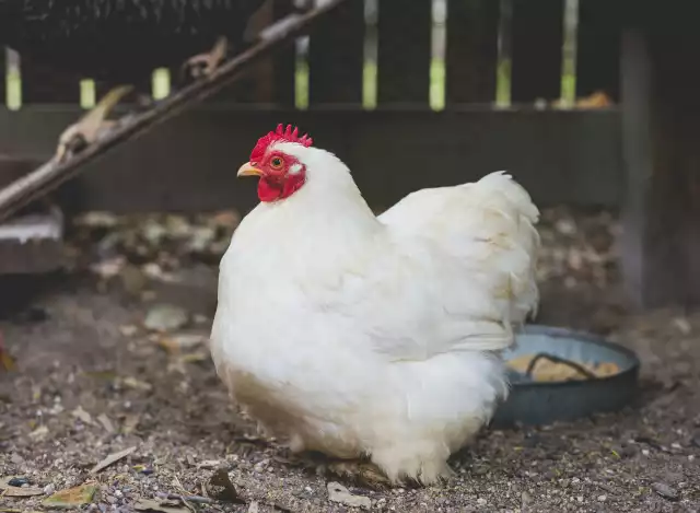 Photo Cochin (Gallus domesticus) #1