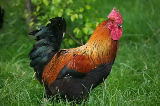 Photo Marans (Gallus domesticus) #3