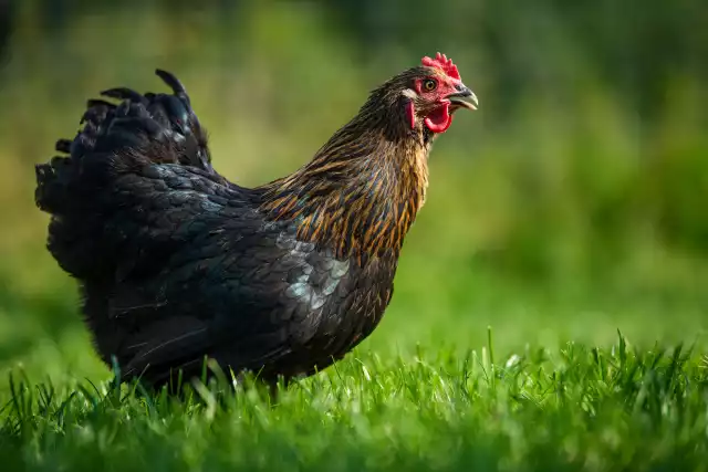 Photo Marans (Gallus domesticus) #1